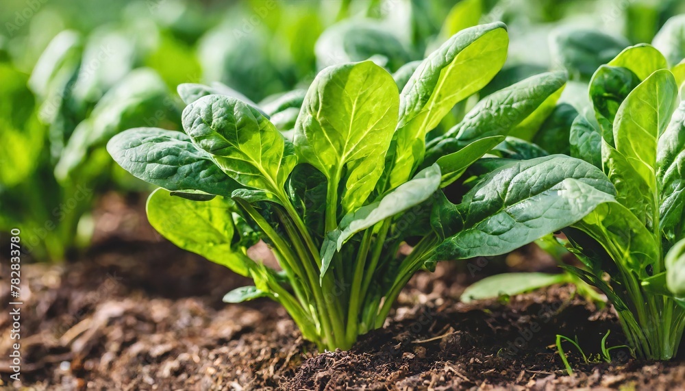 spinach - Spinacia oleracea - young tender delicious plants growing in nutrient rich dirt soil or earth, green leaves, ready to be harvested for human consumption. side view with row space spinach - Spinacia oleracea - young tender delicious plants growing in nutrient rich dirt soil or earth, green leaves, ready to be harvested for human consumption. side view with row space