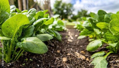 spinach - Spinacia oleracea - young tender delicious plants growing in nutrient rich dirt soil or earth,  green leaves, ready to be harvested for human consumption. side view with row space photo