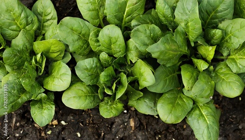 spinach - Spinacia oleracea - young tender delicious plants growing in nutrient rich dirt soil or earth,  green leaves viewed from above, ready to be harvested for human consumption photo