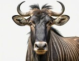 Close-up of the face of a gnu or wildebeast