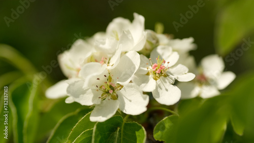 Spring blooming tree pear, close up. White flowers blossom on a pear tree, close up