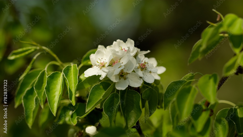 Spring blooming tree pear, close up. White flowers blossom on a pear tree, close up Spring blooming tree pear, close up. White flowers blossom on a pear tree, close up