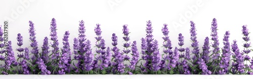 Lavender Blossom Isolated on White Background