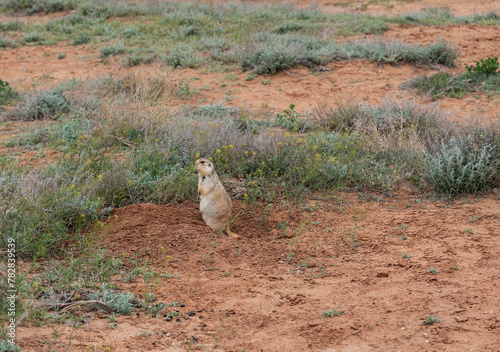 Ground squirrel stands at his mink in the Astrakhan steppe