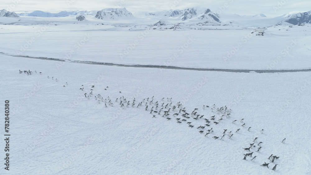 Antarctica Aerial Flight Over Moving Penguins Colony. Drone Turn Overview. Snow Winter Landscape. Gentoo Penguins Walking On Snow Covered Land. Mighty Polar Mountains Background. Wildlife.