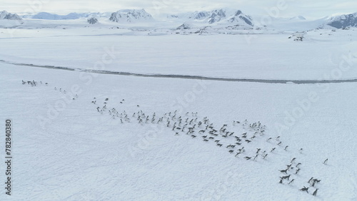 Antarctica Aerial Flight Over Moving Penguins Colony. Drone Turn Overview. Snow Winter Landscape. Gentoo Penguins Walking On Snow Covered Land. Mighty Polar Mountains Background. Wildlife.