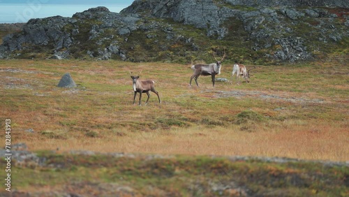 A herd of reindeer graze in the Norwegian tundra, then some are spooked and run away.