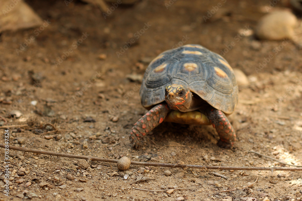 Obraz premium Cute small baby Red-foot Tortoise in the nature,The red-footed tortoise (Chelonoidis carbonarius) is a species of tortoise from northern South America