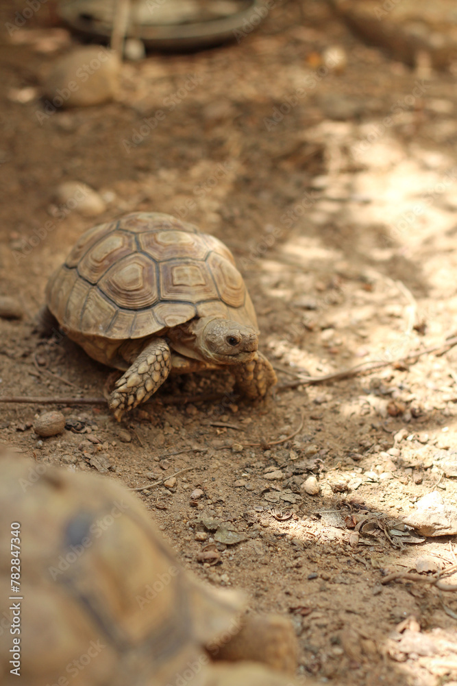 African Sulcata Tortoise Natural Habitat,Close up African spurred tortoise resting in the garden, Slow life ,Africa spurred tortoise sunbathe on ground with his protective shell ,Beautiful Tortoise African Sulcata Tortoise Natural Habitat,Close up African spurred tortoise resting in the garden, Slow life ,Africa spurred tortoise sunbathe on ground with his protective shell ,Beautiful Tortoise