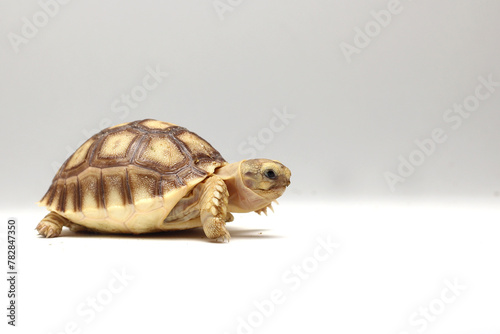 Cute small baby African Sulcata Tortoise in front of white background, African spurred tortoise isolated white background studio lighting,Cute animal © Aekkaphum