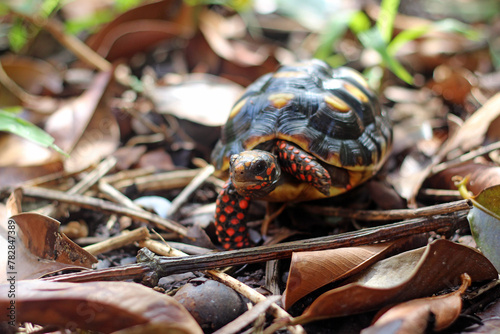 Cute small baby Red-foot Tortoise in the nature,The red-footed tortoise (Chelonoidis carbonarius) is a species of tortoise from northern South America © Aekkaphum