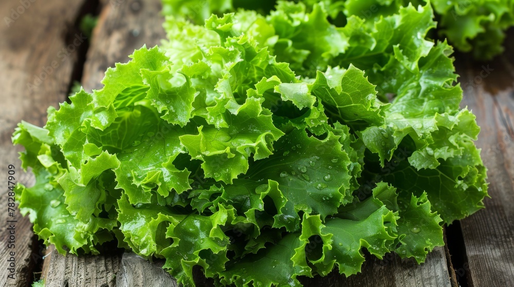 Vibrant green lettuce thriving abundantly in a controlled greenhouse environment Vibrant green lettuce thriving abundantly in a controlled greenhouse environment