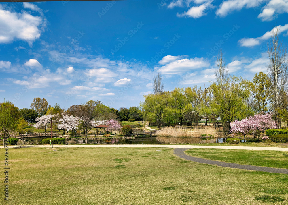 桜咲く公園の風景