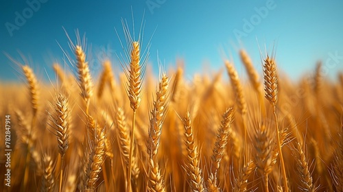 A golden wheat field against a clear sky. AI generate illustration