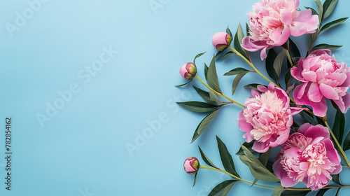 Fototapeta Naklejka Na Ścianę i Meble -  Soft pink peonies arranged delicately against a pastel blue backdrop, Mother's Day, Women's Day, Valentine's Day, greeting cards, invitations, weddings, and seasonal designs