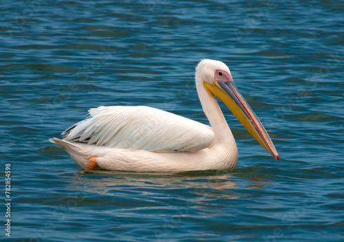 Great white pelican (Pelecanus onocrotalus), Walvis Bay lagoon, Namibia