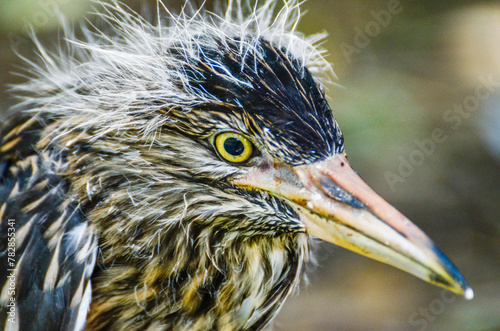 Close-Up of an young Pond Heron photo