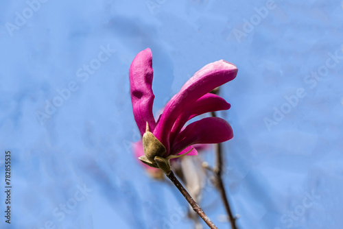 Beautiful large pink flowers opened on branches of profusely blooming Magnolia Susan (Magnolia liliiflora x Magnolia stellata). Blurred background. Selective focus. Magnolia Susan in spring garden.