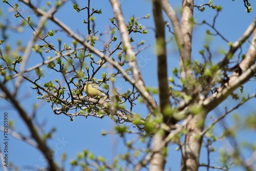 yellow bird resting on a branch of a tree in springtime photo