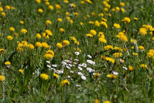 green meadow full of yellow flowers and daisies