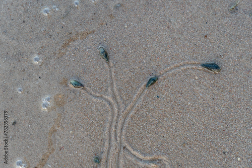 Above view of journey of living things. Snails travel on wet sand. Traces of snails travel like trees and branches. 