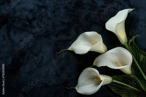 Calla lilies arranged beautifully on a black and dark blue backdrop. Great for Mother's Day, wedding invitations, hotel, valentine and elegant card designs. Flat lay, top view.