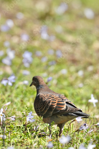 turtle dove in a field