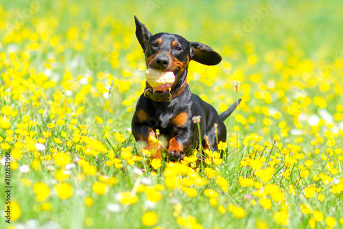 A dachshund plays happily among yellow flowers