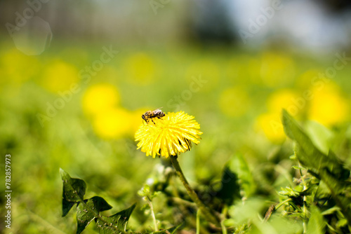 Łąka kwietna, pszczoła.