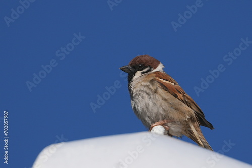 eurasian tree sparrow in a field