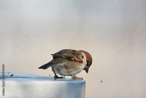 eurasian tree sparrow in a field