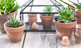 different suculent plants in flower pots with a mini greenhouse on wooden table