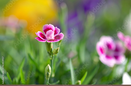 closeup up on beautiful pink flowers of carnation-dianthus chinensis- bloomin...