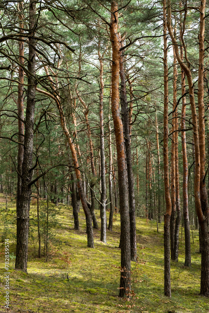 Kiefernwald auf einer Sanddüne bei Mücka im Biosphärenreservat Oberlausitzer Heide- und Teichlandschaft 3 Kiefernwald auf einer Sanddüne bei Mücka im Biosphärenreservat Oberlausitzer Heide- und Teichlandschaft 3
