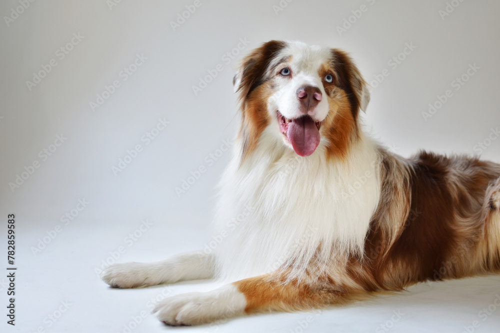 Australian Shepherd Dog, funny puppy Aussie smiles.