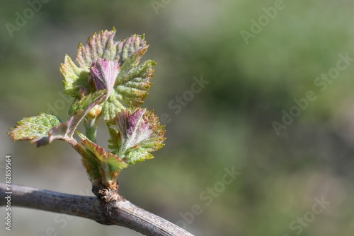 premières feuilles de vigne