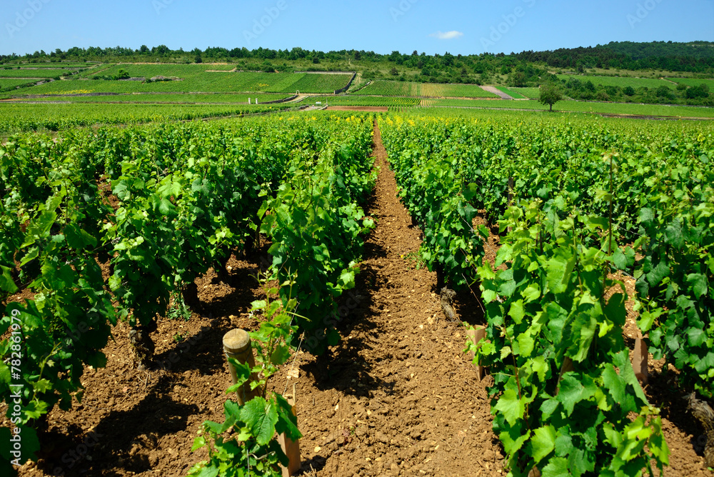 Puligny-Montrachet, Côte de Beaune, Cote d'Or, Burgundy, Bourgogne-Franche-Comté, France, Europe - Burgundy vineyards landscape