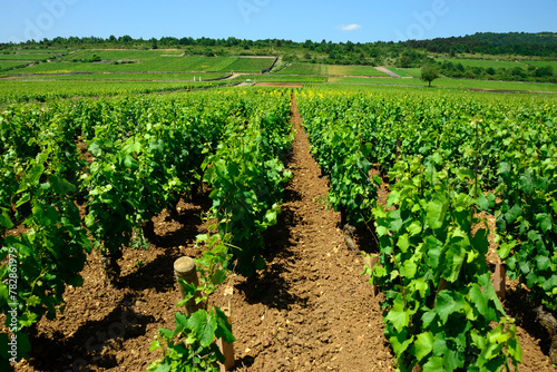 Fényképezés Puligny-Montrachet, Côte de Beaune, Cote d'Or, Burgundy, Bourgogne-Franche-Comté