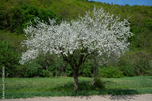 Prächtige Baumblüte in der Wachau