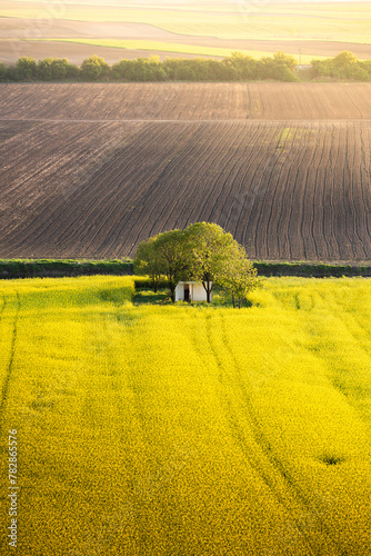 Canola field with old farm house in sunset © Dusan Kostic