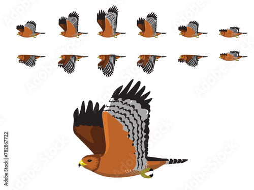 Red-Shouldered Hawk Flying Animal Animation Sequence Cartoon Vector