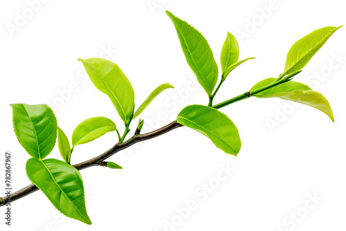 A leafy green tea branch with a few leaves on it. The branch is thin and long.
