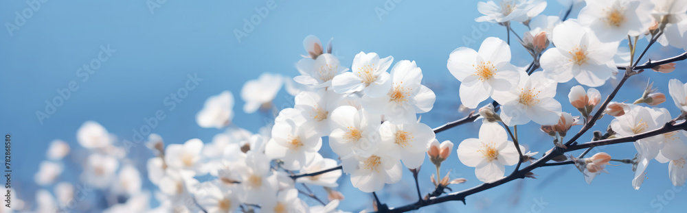 Beautiful spring border, blooming cherry bossom flowers against the blue sky. Beautiful spring border, blooming cherry bossom flowers against the blue sky.