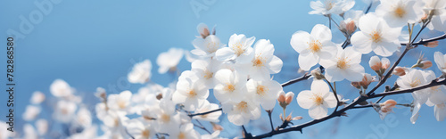 Beautiful spring border, blooming cherry bossom flowers against the blue sky. photo