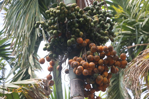 Ripe betel nuts grouped on a beautiful betel nut tree photo