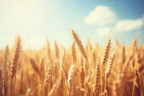 A wheat field in the spring sun.