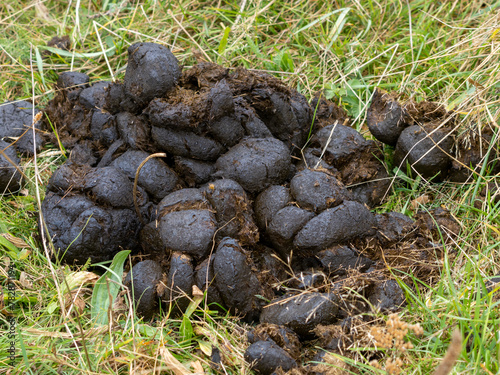 Fotografía Fresh horse manure green grass organic farm pile dung closeup