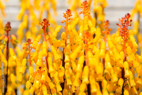 春に咲く黄色のラケナリア photo