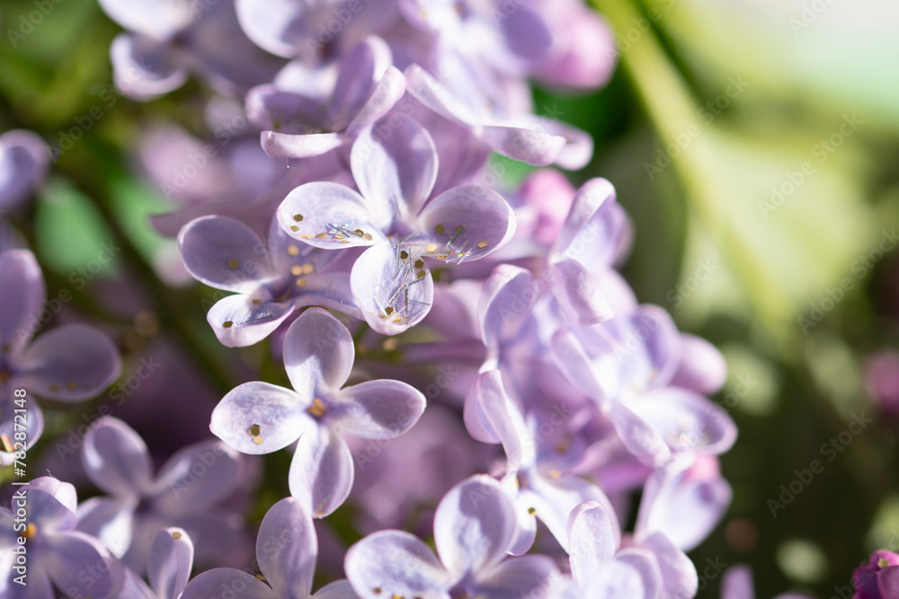 lilacs with glitter close up macro, spring vibes lilacs with glitter close up macro, spring vibes