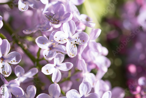 lilacs with glitter close up macro, spring vibes © World of AI